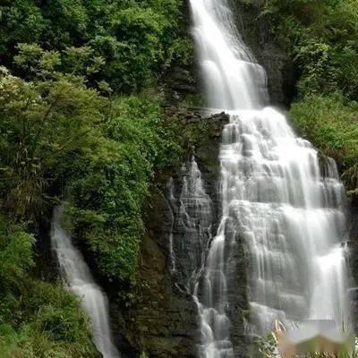 金桔怎么吃治咳嗽化痰 金桔止咳是泡水喝还是直接吃好游戏画面